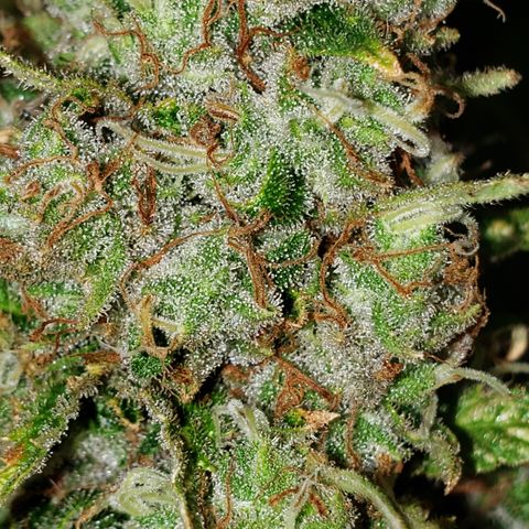 Kosher Kush "C" growlog photo: Photo updates