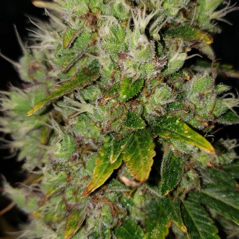 Kosher Kush "C" growlog photo: Photo updates
