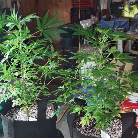 Kosher Kush "C" growlog photo: Update photos