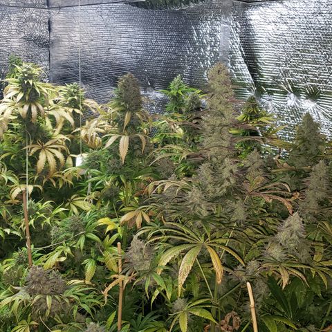Kosher Kush "C" growlog photo: Photo updates