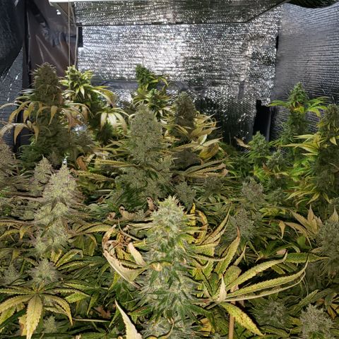 Kosher Kush "C" growlog photo: Photo updates