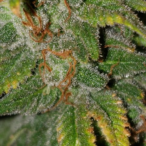 Kosher Kush "C" growlog photo: Photo updates