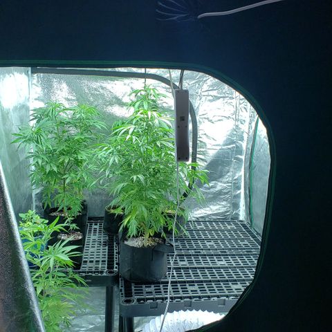 Kosher Kush "C" growlog photo: Photo updates