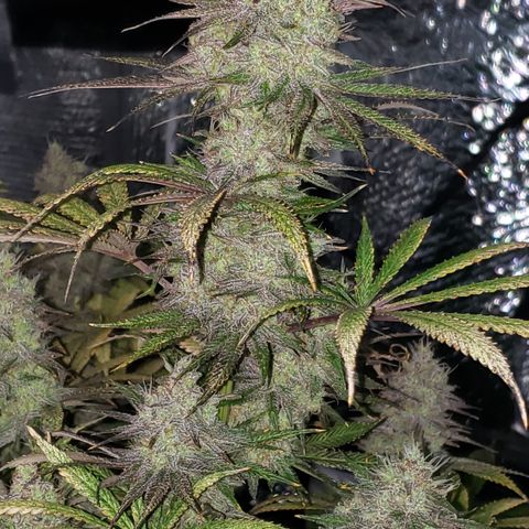 Kosher Kush "C" growlog photo: Photo updates