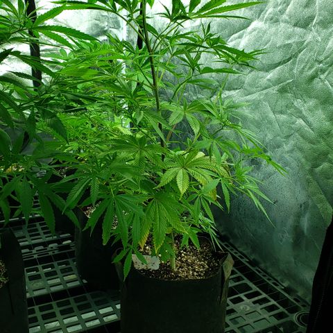 Kosher Kush "C" growlog photo: Update photos