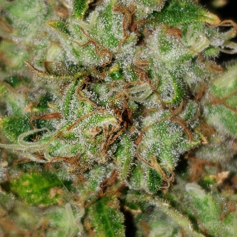 Kosher Kush "C" growlog photo: Photo updates