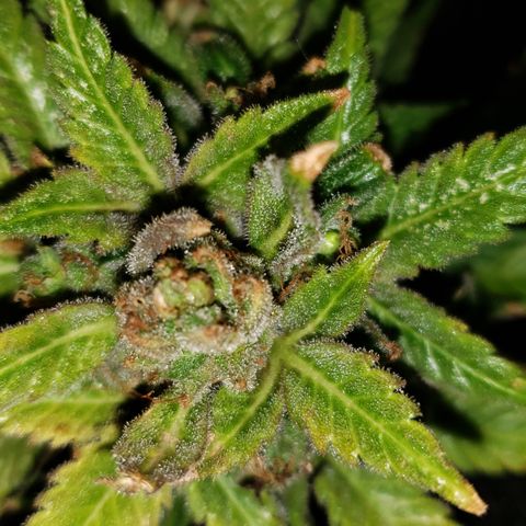 Kosher Kush "C" growlog photo: Harvest pictures