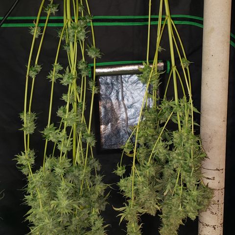 Kosher Kush "C" growlog photo: Harvest pictures