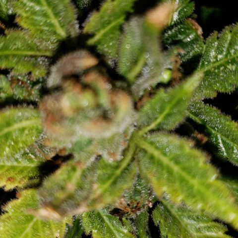 Kosher Kush "C" growlog photo: Harvest pictures