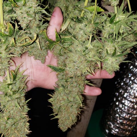 Kosher Kush "C" growlog photo: Harvest pictures