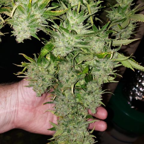 Kosher Kush "C" growlog photo: Harvest pictures