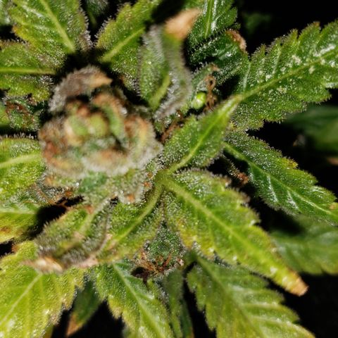 Kosher Kush "C" growlog photo: Harvest pictures
