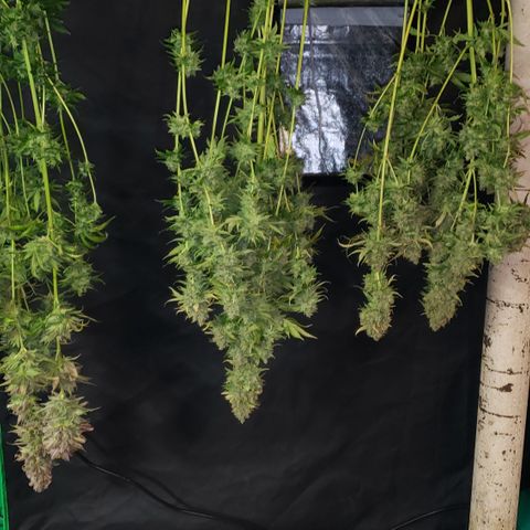 Kosher Kush "C" growlog photo: Harvest pictures