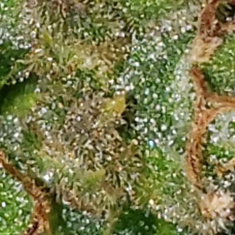 Kosher Kush "C" growlog photo: Harvest pictures