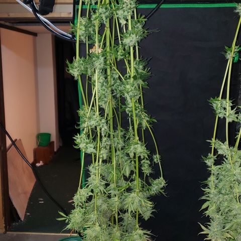Kosher Kush "C" growlog photo: Harvest pictures