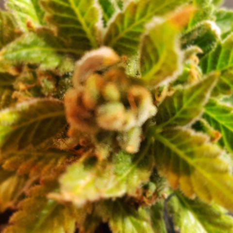 Kosher Kush "C" growlog photo: Harvest pictures