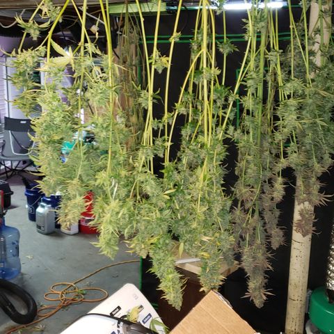 Kosher Kush "C" growlog photo: Today's Harvest Pictures