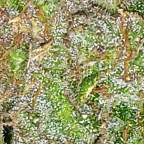 Kosher Kush "C" growlog photo: Today's Harvest Pictures