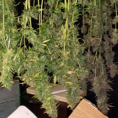 Kosher Kush "C" growlog photo: Today's Harvest Pictures