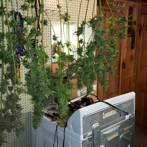 Kosher Kush "C" growlog photo: Today's Harvest Pictures