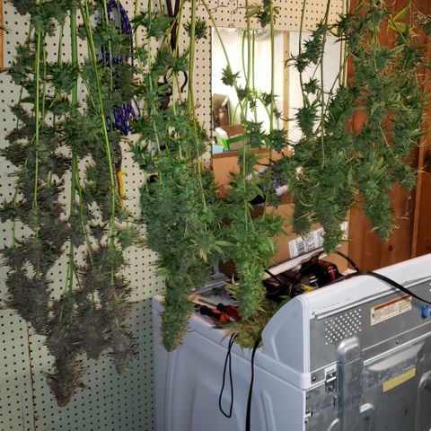 Kosher Kush "C" growlog photo: Today's Harvest Pictures