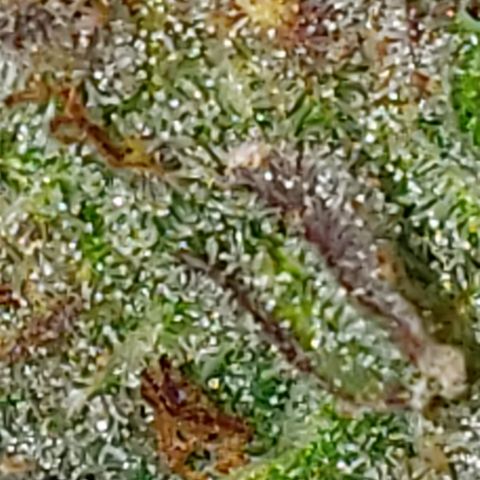 Kosher Kush "C" growlog photo: Today's Harvest Pictures