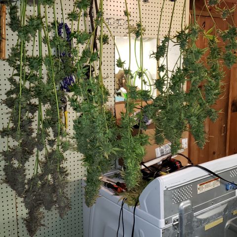 Kosher Kush "C" growlog photo: Today's Harvest Pictures