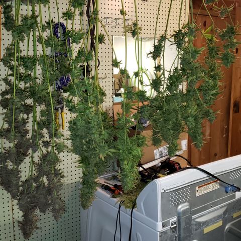 Kosher Kush "C" growlog photo: Today's Harvest Pictures