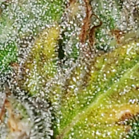 Kosher Kush "C" growlog photo: Today's Harvest Pictures