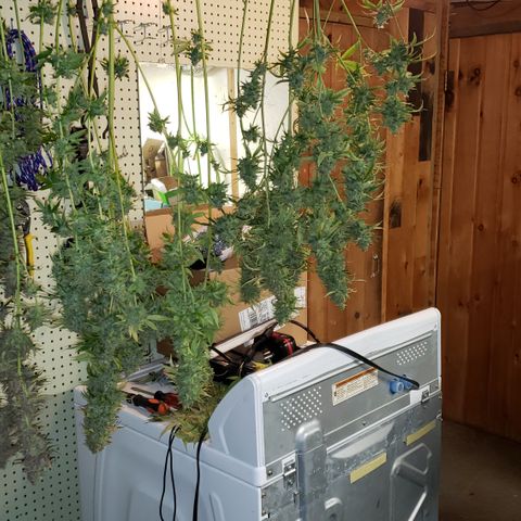 Kosher Kush "C" growlog photo: Today's Harvest Pictures