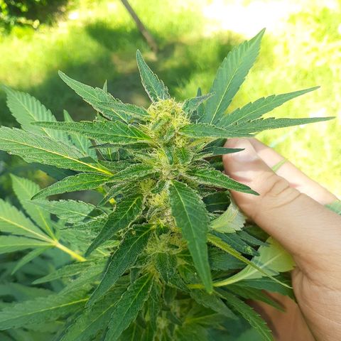Super Lemon Haze growlog timeline photo