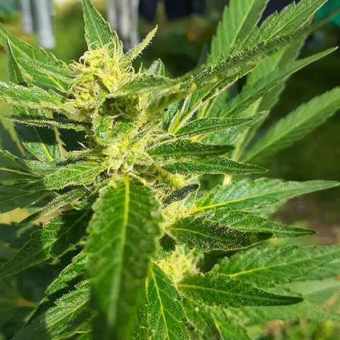 Super Lemon Haze growlog timeline photo