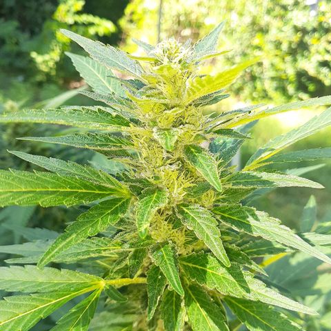 Super Lemon Haze growlog timeline photo