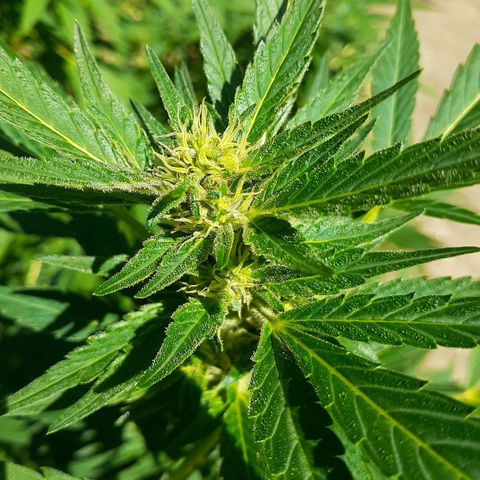 Super Lemon Haze growlog timeline photo