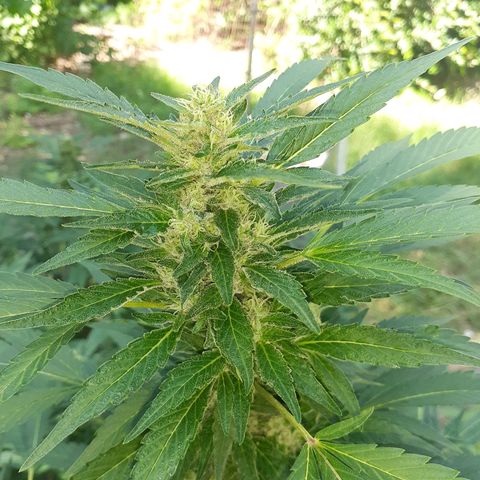 Super Lemon Haze growlog timeline photo