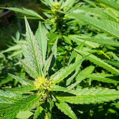Super Lemon Haze growlog timeline photo