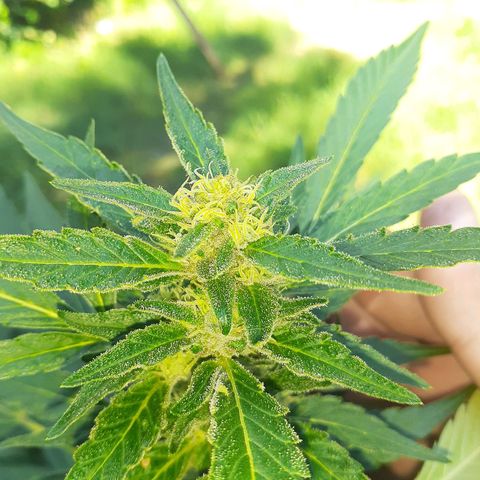 Super Lemon Haze growlog timeline photo