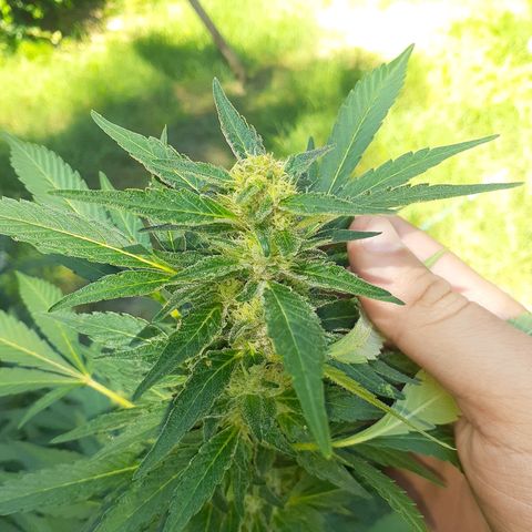 Super Lemon Haze growlog timeline photo