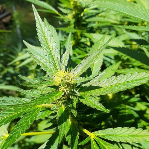 Super Lemon Haze growlog timeline photo
