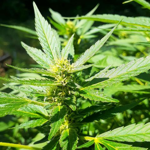 Super Lemon Haze growlog timeline photo
