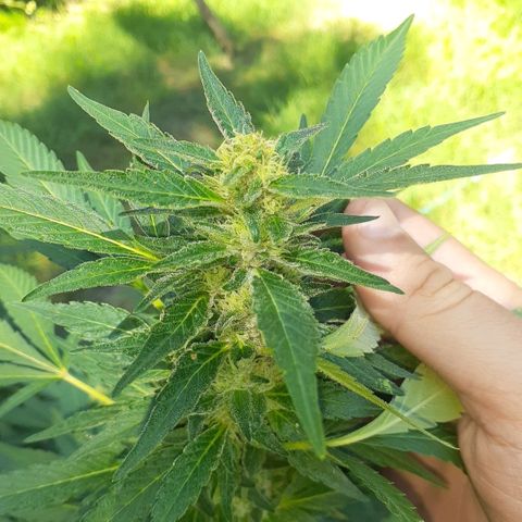 Super Lemon Haze growlog timeline photo