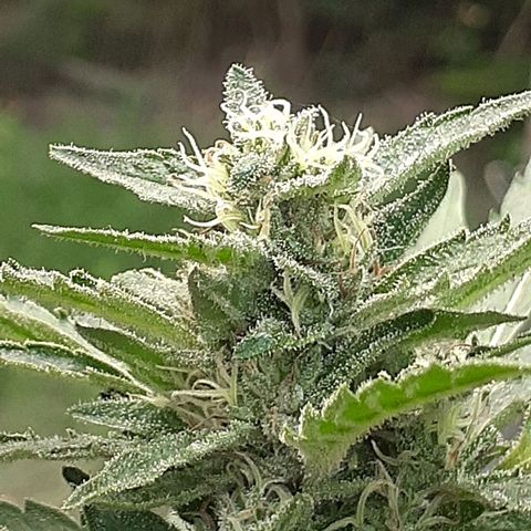 Super Lemon Haze growlog timeline photo