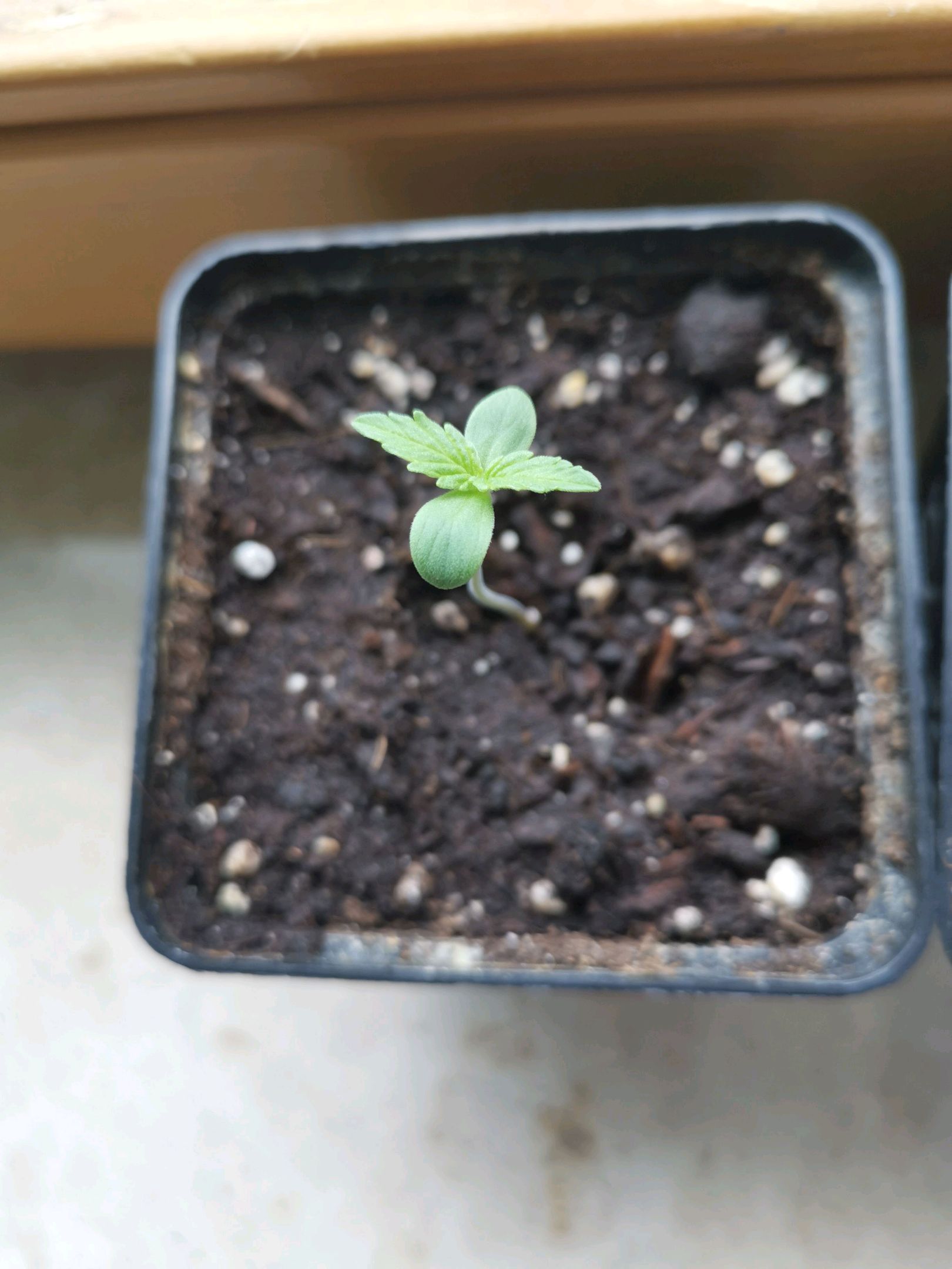 Green Crack growlog header