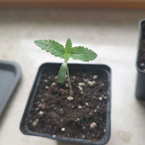 Polar Gelato growlog timeline photo