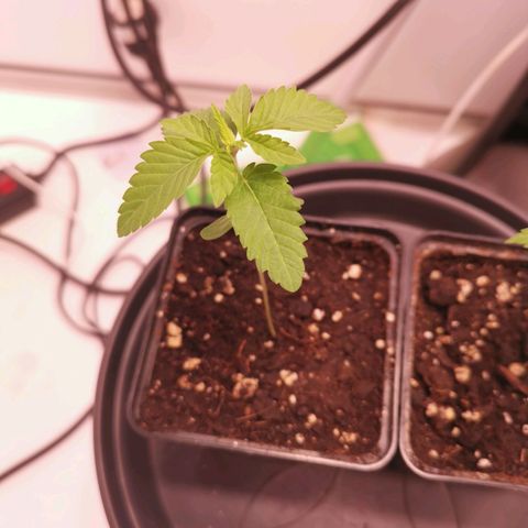 Polar Gelato growlog timeline photo