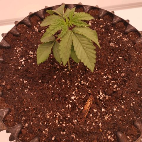 Polar Gelato growlog timeline photo