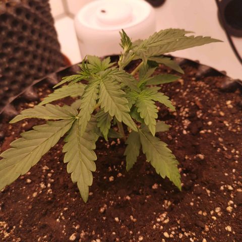 Green Crack growlog timeline photo