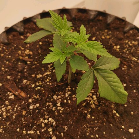 Polar Gelato growlog timeline photo
