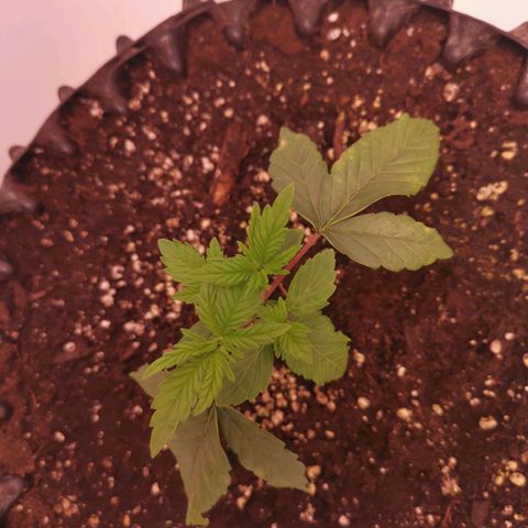 Polar Gelato growlog timeline photo