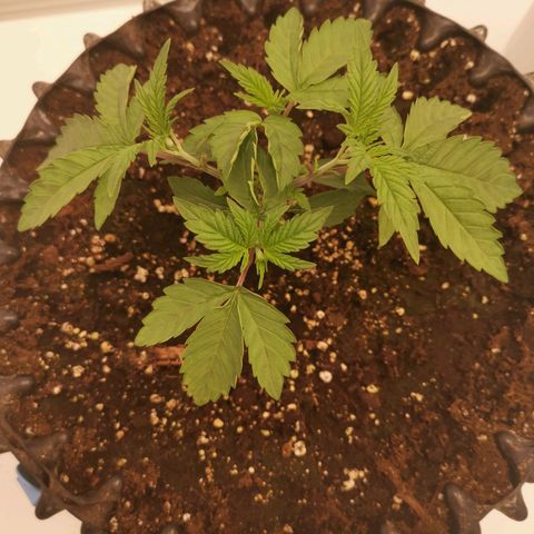 Polar Gelato growlog timeline photo